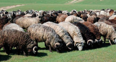 Plemeno ovcí karakul